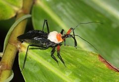 Rhynocoris nitidulus