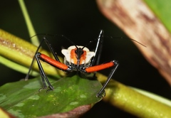Rhynocoris nitidulus