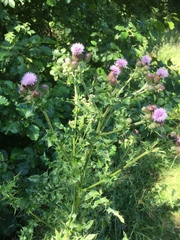 Cirsium arvense