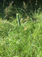 Phleum bertolonii