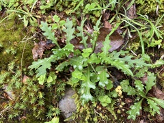 Senecio taitungensis