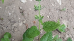 Scutellaria columnae