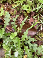Senecio taitungensis