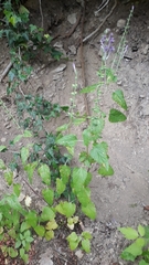 Scutellaria columnae