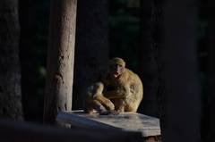 Macaca sylvanus