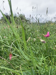 Lathyrus nissolia