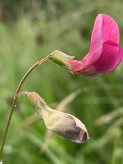 Lathyrus nissolia