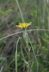 Takhtajaniantha austriaca