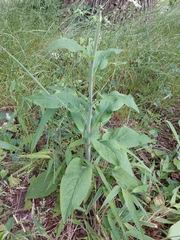 Digitalis purpurea