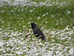Sturnus vulgaris