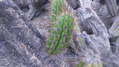Corryocactus brevistylus