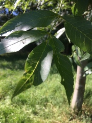 Fraxinus excelsior