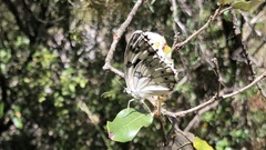 Melanargia