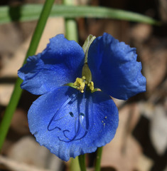 Commelina agrostophylla