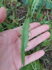 Crepis capillaris