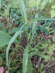 Crepis capillaris
