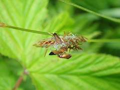 Micropterix calthella