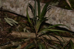 Dianella caerulea assera