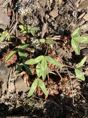 Trifolium virginicum