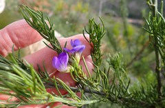 Psoralea sordida