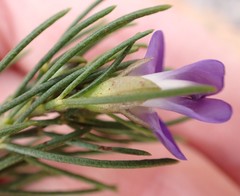 Psoralea sordida