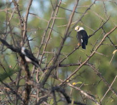 Prionops plumatus vinaceigularis