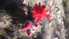 Oreocereus hempelianus