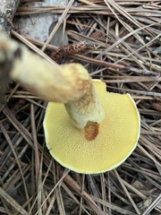 Suillus decipiens