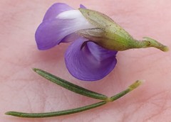 Psoralea sordida