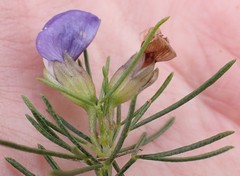 Psoralea sordida