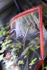 Platycnemis phyllopoda