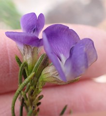 Psoralea sordida