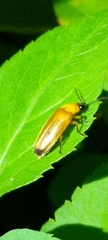 Abscondita