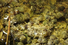 Platycnemis phyllopoda