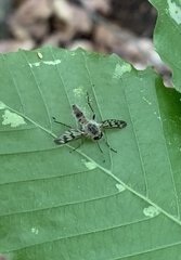 Furia ithacensis
