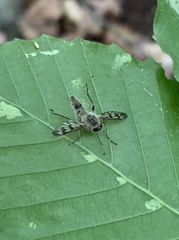 Furia ithacensis