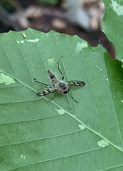 Furia ithacensis
