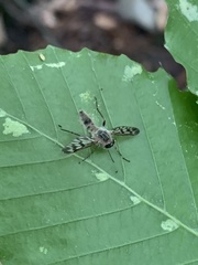 Furia ithacensis