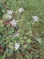 Chaerophyllum temulum