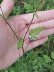 Chaerophyllum temulum