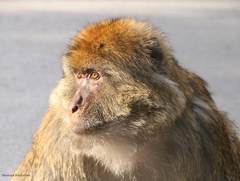 Macaca sylvanus