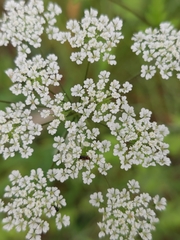 Chaerophyllum temulum