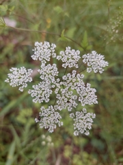 Chaerophyllum temulum