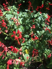 Salvia splendens