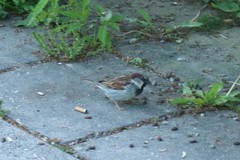 Passer domesticus