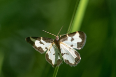Lomaspilis