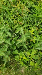 Vincetoxicum rossicum