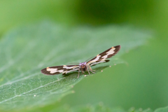 Lomaspilis