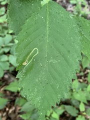 Agromyza aristata