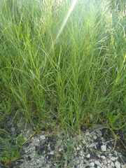 Urochloa fusca